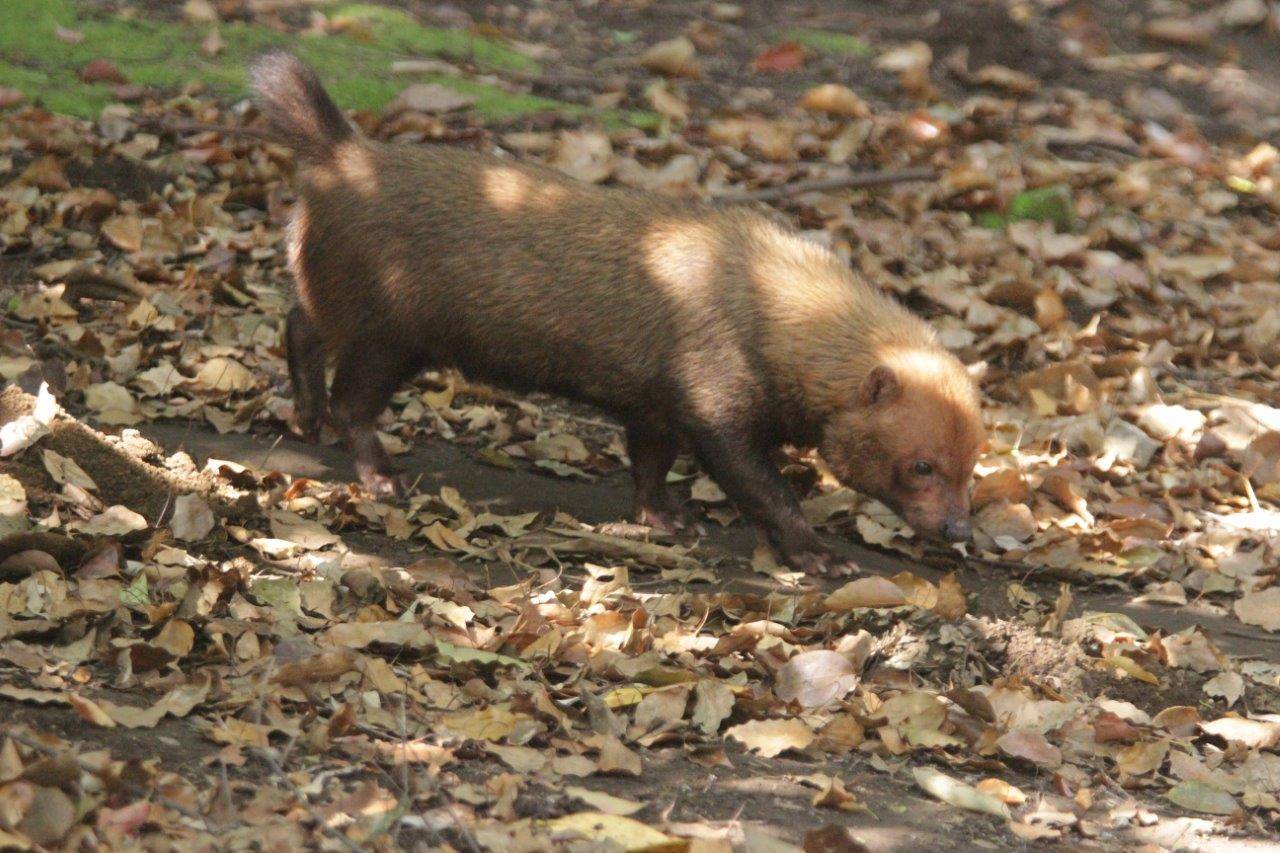 ヤブイヌのカノンの排尿姿勢の写真