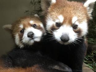 レッサーパンダすくすく成長日記　[キク似とまめ似]