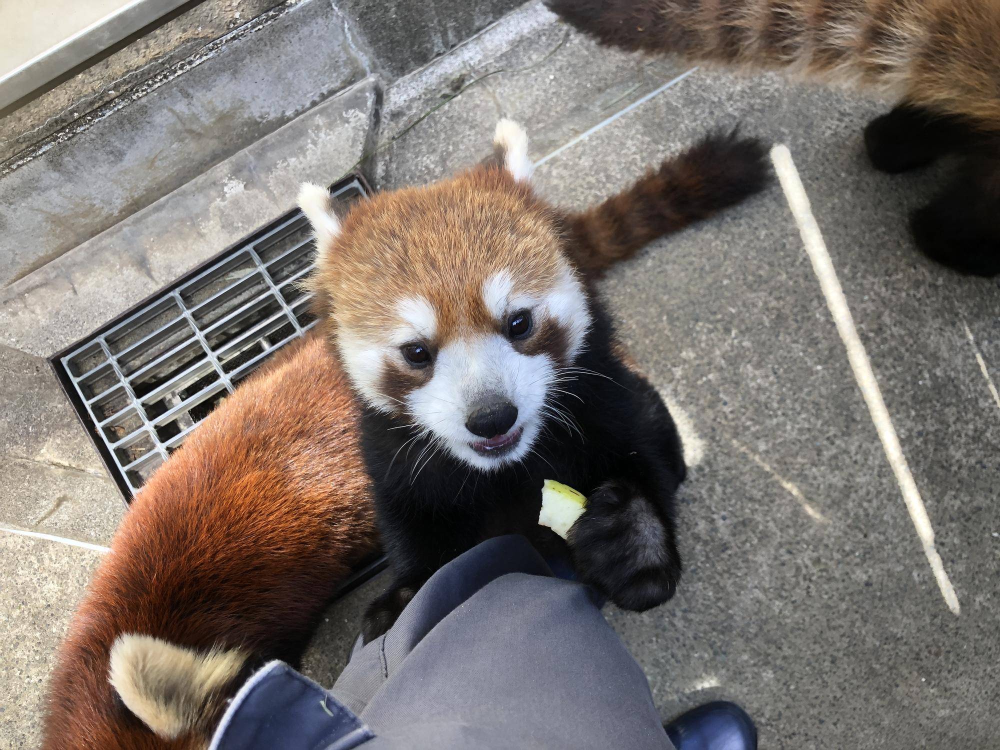レッサーパンダすくすく成長日記 [たべるはやさ]の写真