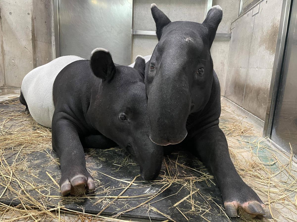 バク通信 世界バクの日（world tapir day）！|飼育日誌｜ブログ|よこはま動物園ズーラシア公式サイト｜公益財団法人 横浜市緑の協会