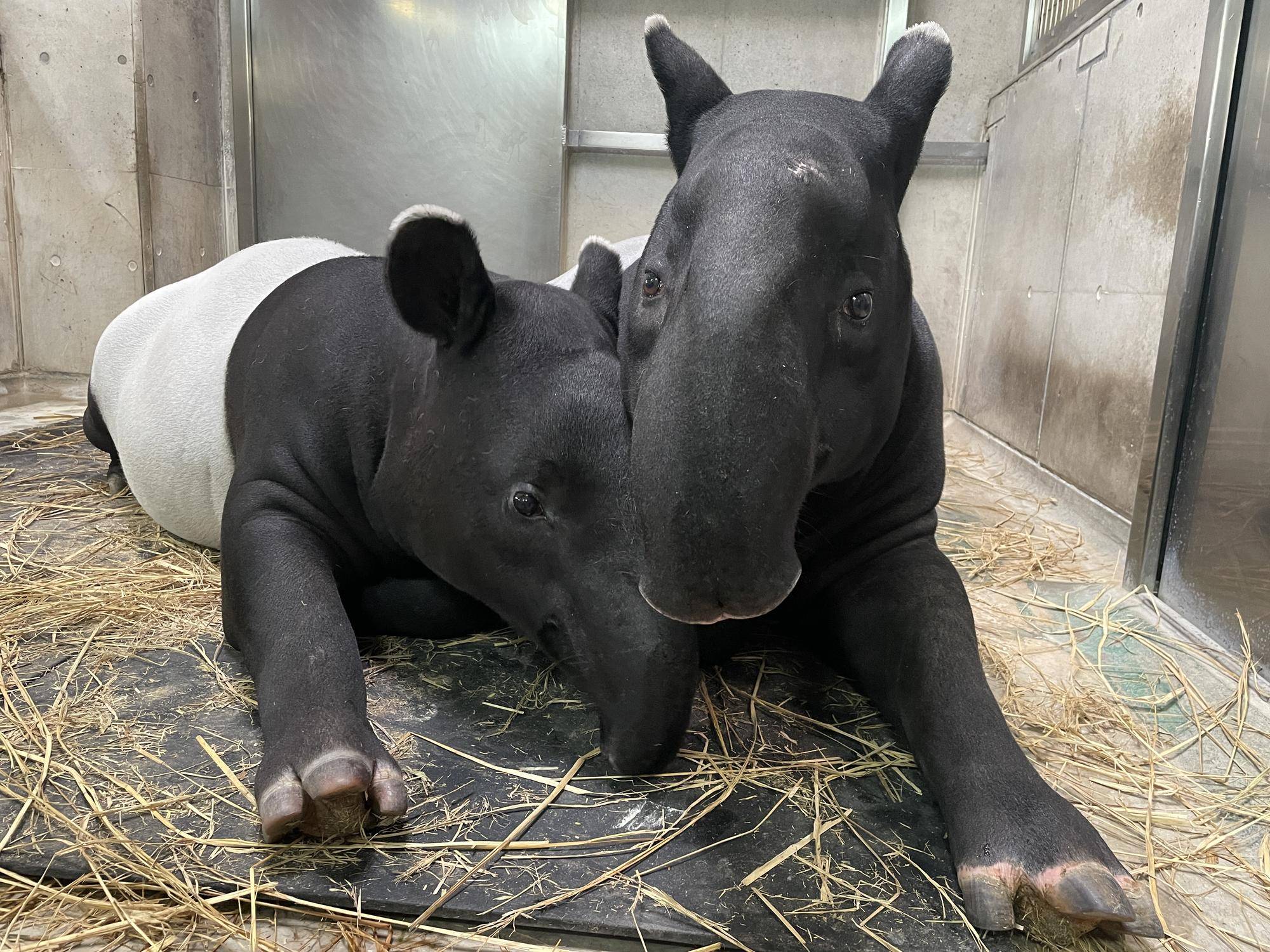 バク通信 世界バクの日(world tapir day)!の写真