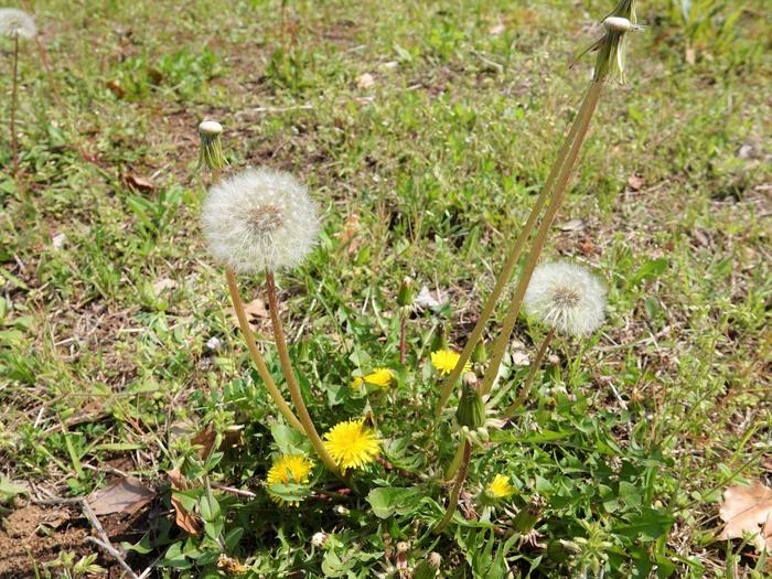 ⑨タンポポ.jpg