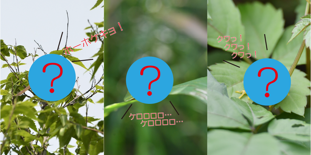 春の鳴き声、だれの声?の写真