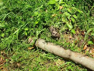 ～　結婚飛行　～