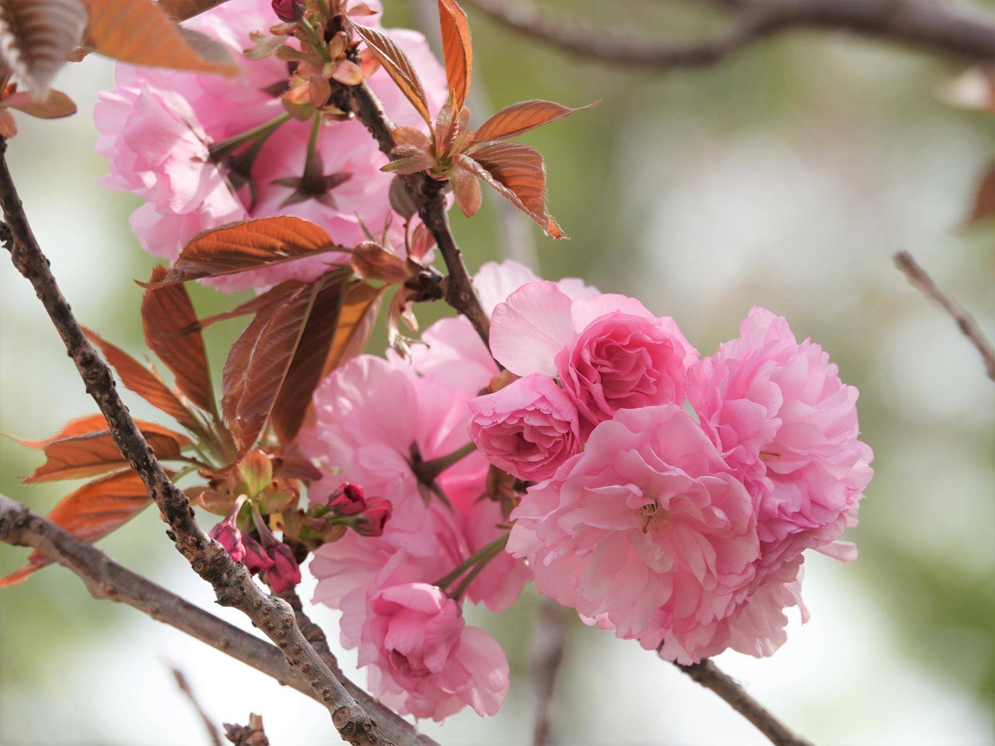 桜情報をお届けvol.13の写真
