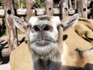 祝！ピグミーゴートのララ１５歳