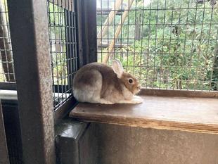 ノウサギ秋・冬・春コレクション