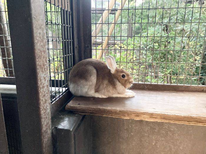 ノウサギ秋・冬・春コレクションの写真