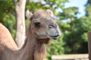 ヒトコブラクダのガイド＆トレーニング