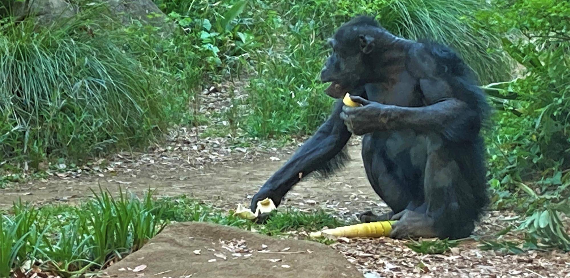 タケノコの季節!の写真