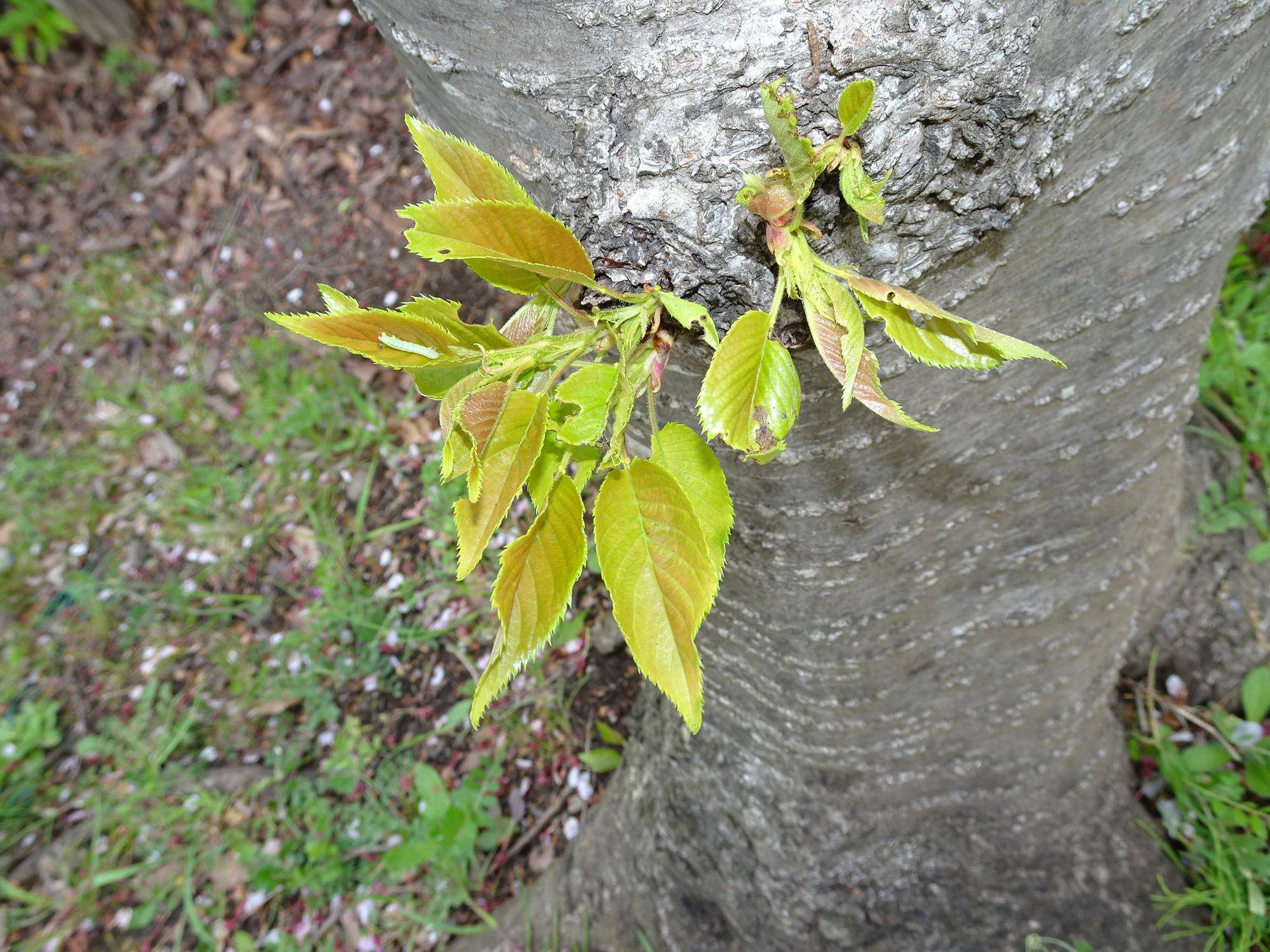 ~ お花見のあとは お葉見! ~の写真