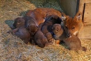 ドールのお知らせ