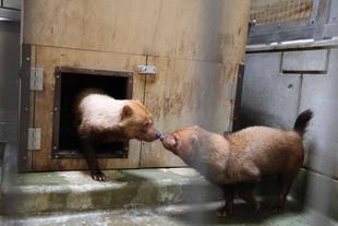 ヤブイヌの同居経過報告(続報)