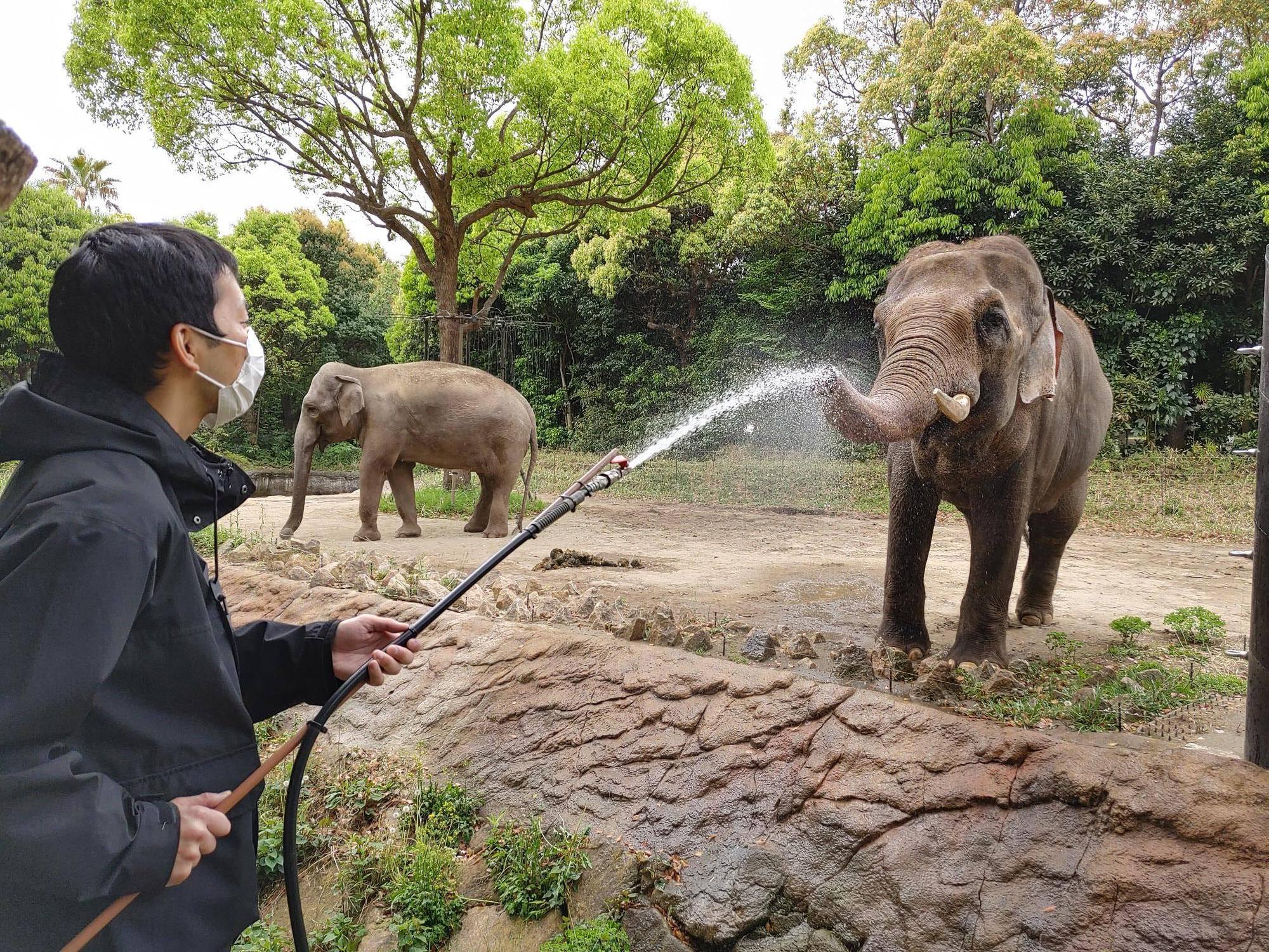ズーラシア☆ドリーム~ズーラシアで夢、叶えました♪~(インドゾウ飼育体験編)の写真