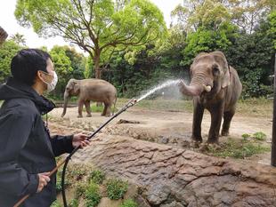 ズーラシア☆ドリーム～ズーラシアで夢、叶えました♪～（インドゾウ飼育体験編）