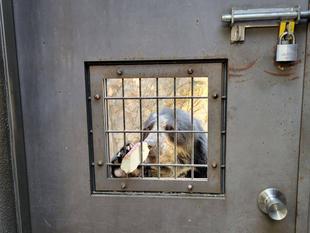 メガネグマ、美雪の採食の様子・・・(サツマイモ)