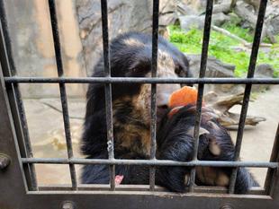 メガネグマ、美雪の採食の様子・・・(リンゴ)