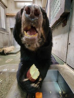 メガネグマ、ルイスの採食の様子・・・(サツマイモ)