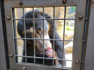 メガネグマ、雪雄の採食の様子・・・（サツマイモ）