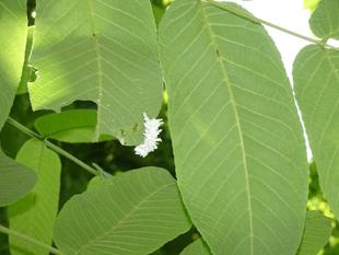 ~ 幼虫☆見つけたい! ~