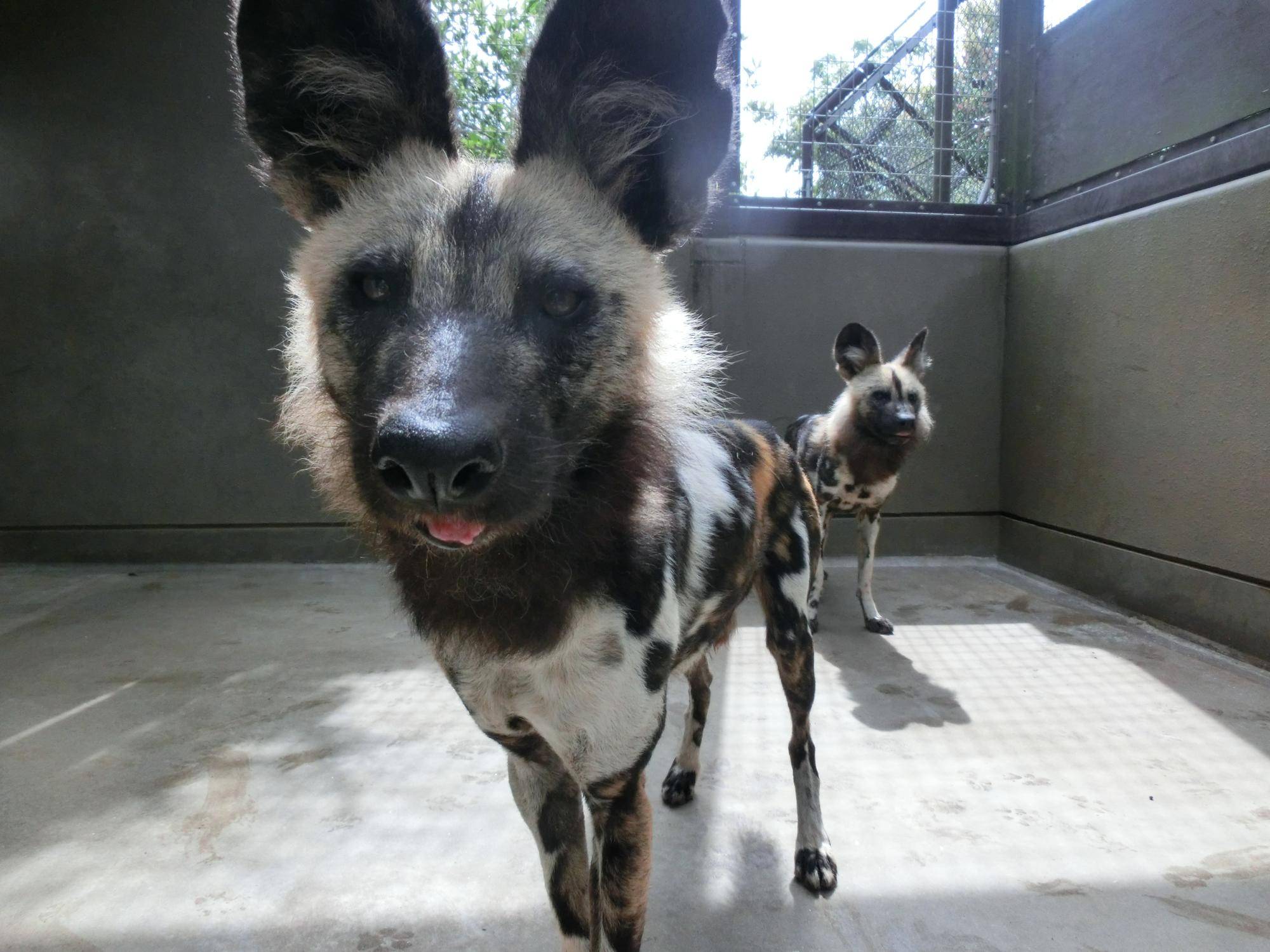 サボ、安らかに。の写真