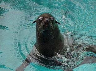 となりのオットセイその5