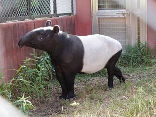 バク通信 アルタイルがやってくる!