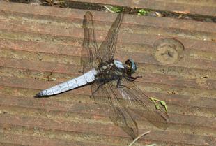 今春も会えましたね　〜シオヤトンボ～