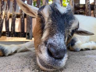 チョコとコロネの誕生日