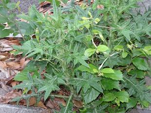 ～　擬態☆見つけたい！　#17　ムシの日スペシャル！　～