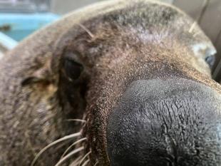 となりのオットセイその6