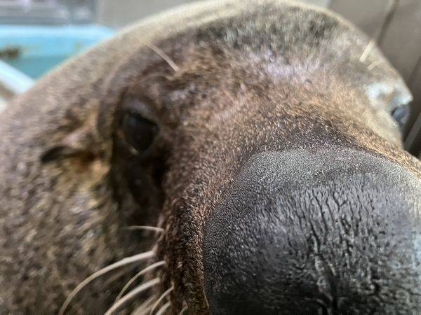 となりのオットセイその6の写真