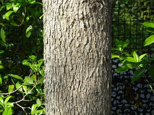 ~ 擬態☆見つけたい! #16 ~