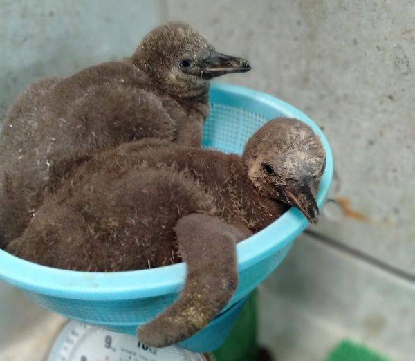 フンボルトペンギンを育てる その4の写真