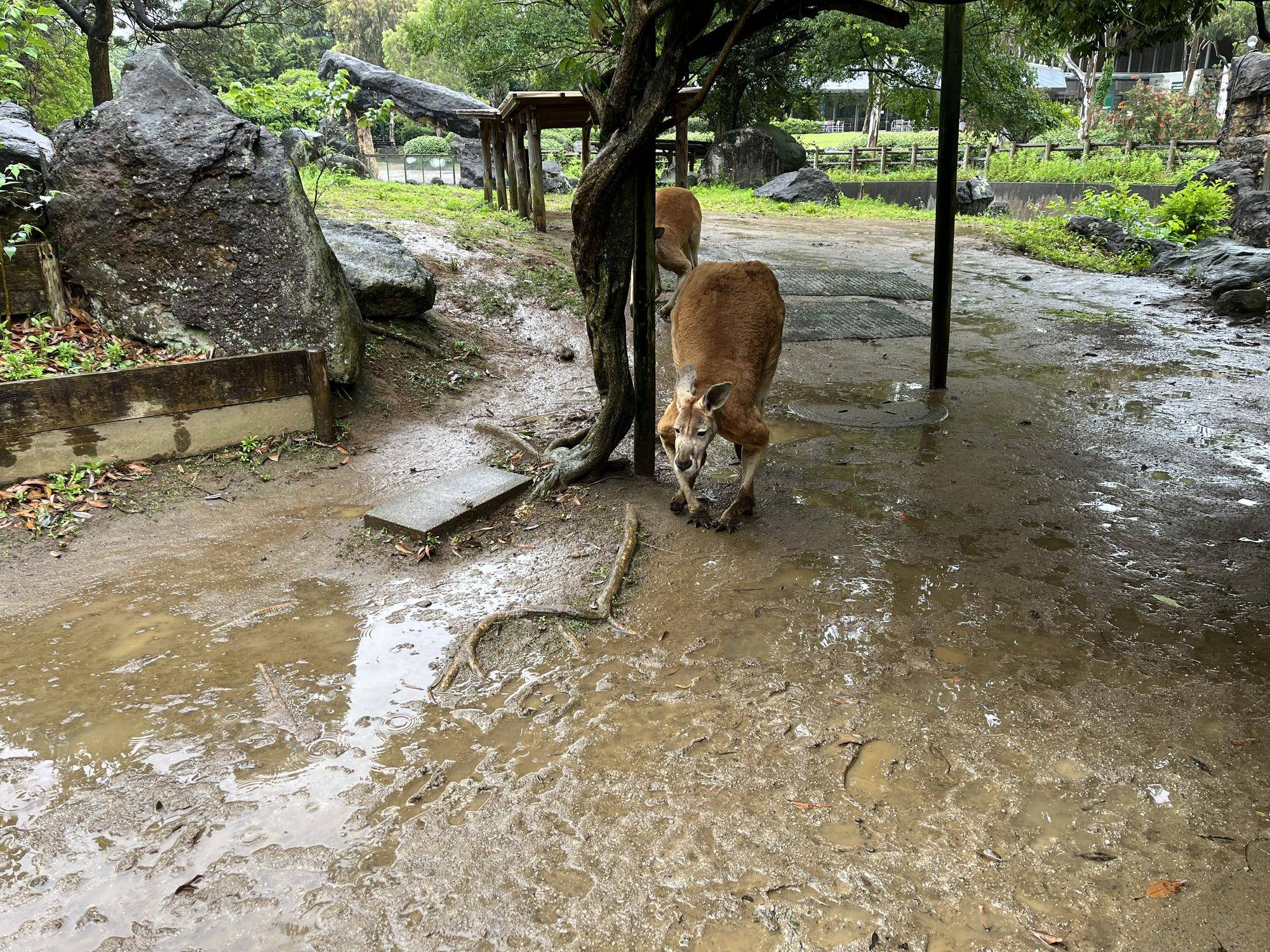 雨の日のリクの写真