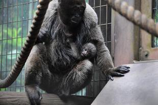 17年ぶりの誕生!!