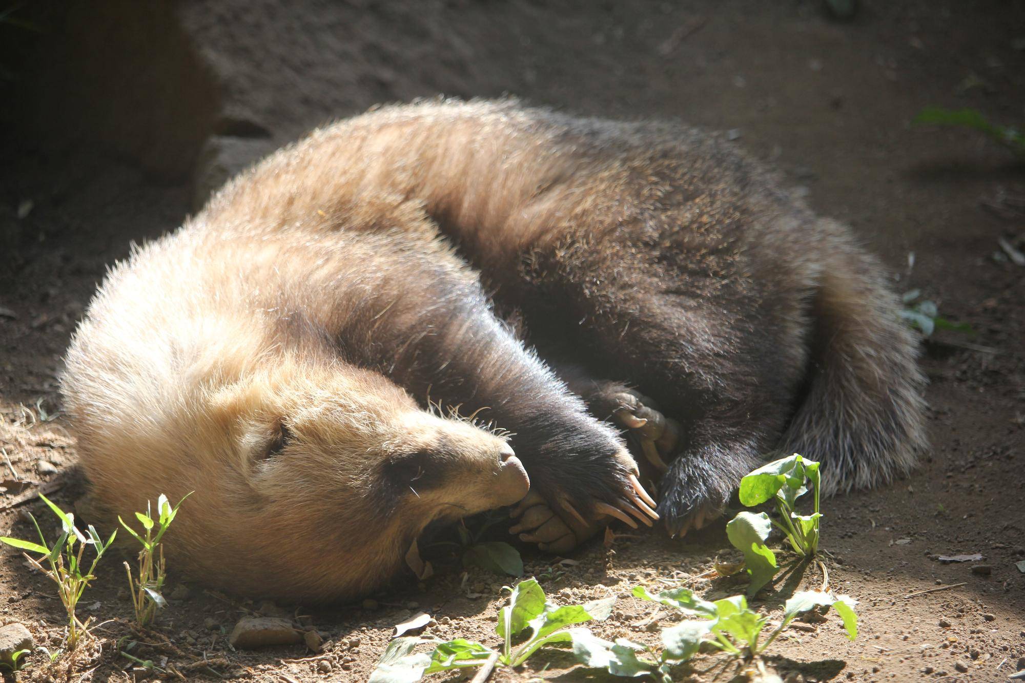 ニホンアナグマの春の写真
