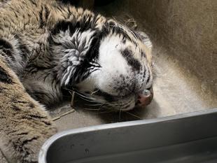 ありがとう、アニル