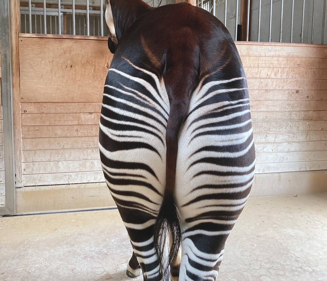 オカピの休み方☆の写真