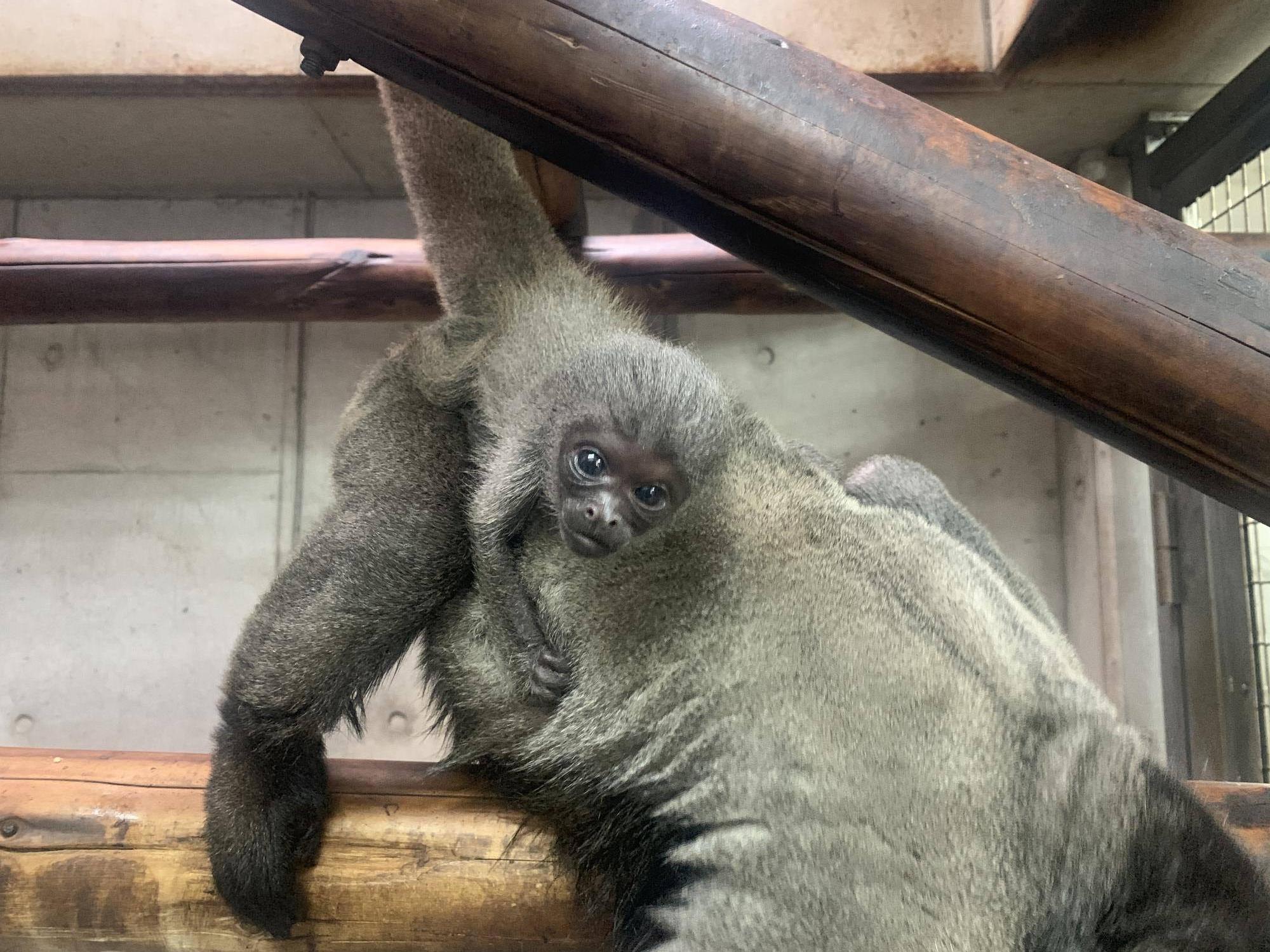 ウーリーモンキー赤ちゃんの愛称が決定しました!の写真