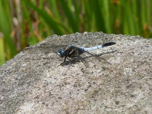 やってみよう！～トンボの識別～