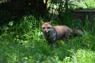 🦊最近のカズオ🦊