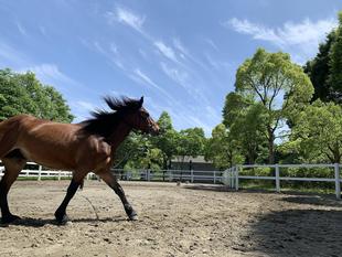 毛の流れの秘密？