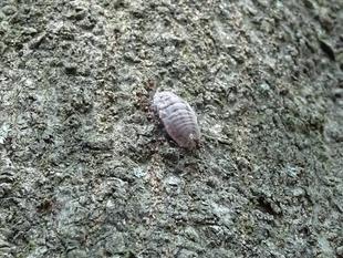 ~ みんなつながっている! オオワラジカイガラムシ編 ~