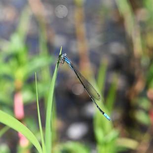 越冬お疲れさまでした　〜ホソミイトトンボ～