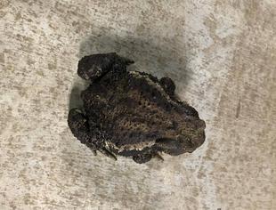 ズーラシアで暮らす生きものたち~トンボ・カエルを中心に~