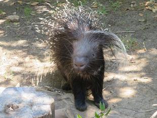 ヤマアラシの5月