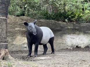 バク通信 ロコ、14歳おめでとう‼︎