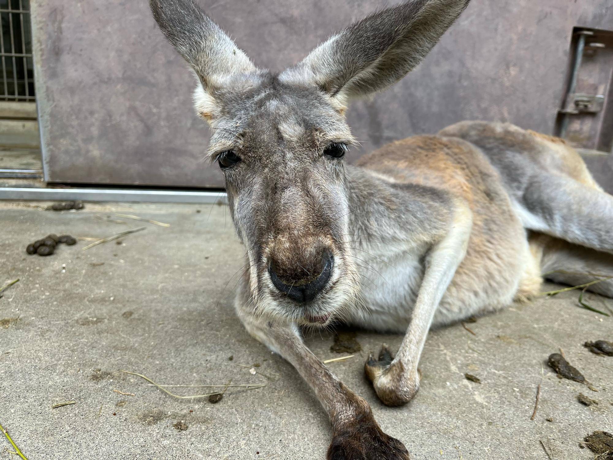 アカカンガルー「コナン」安らかにの写真