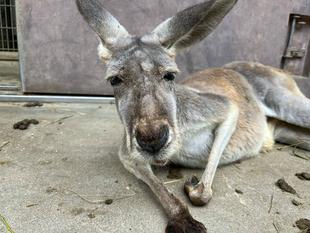 アカカンガルー「コナン」安らかに
